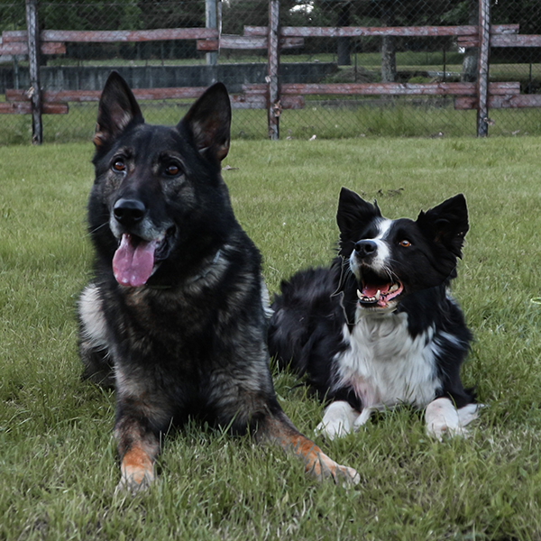 due cani nella posizione terra di razza pastore tedesco e border collie